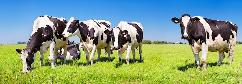 Livestock methane-mitigation technology